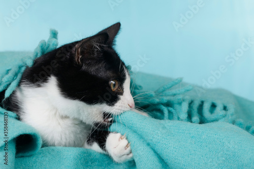 Cute cat bites in blanket photo