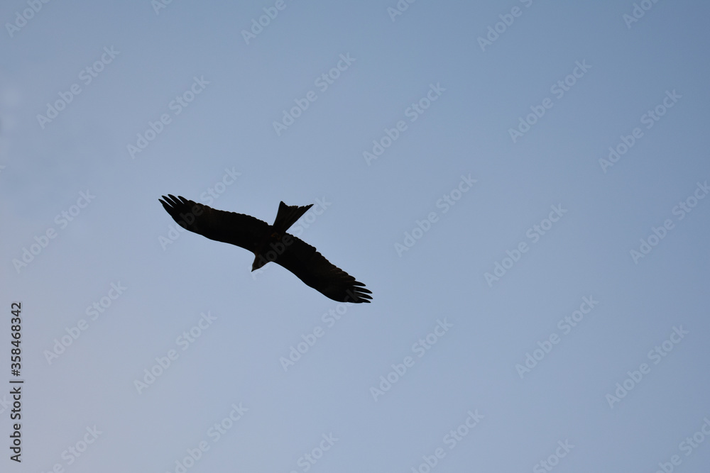 silhouette crow captured in a blue sky while flying silhouette crow captured in a blue sky while flying