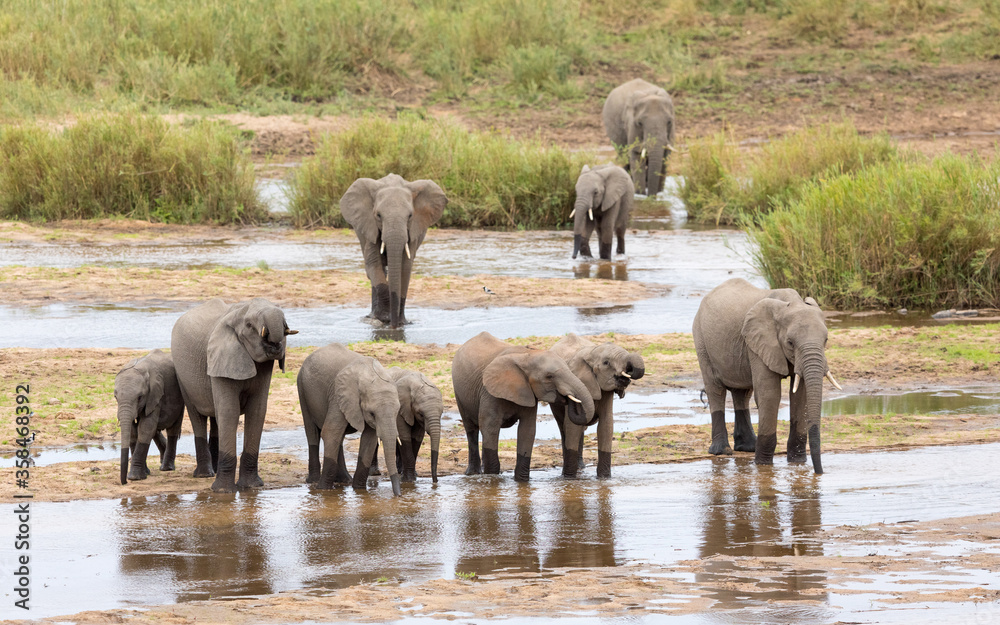 Obraz premium Elephant herd drinking water in the riverbed in Kruger Park South Africa