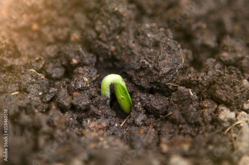 Young green sprout growing from soil, environmental concept. 
