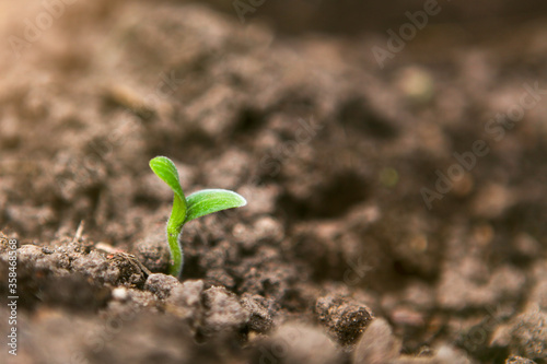 Young green sprout growing from soil, environmental concept. 