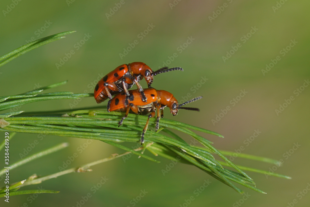 Two spotted asparagus beetles (Crioceris duodecimpunctata) on asparagus. A beetle of the family leaf beetles (Chrysomelidae). June, in a Dutch garden. Two spotted asparagus beetles (Crioceris duodecimpunctata) on asparagus. A beetle of the family leaf beetles (Chrysomelidae). June, in a Dutch garden.