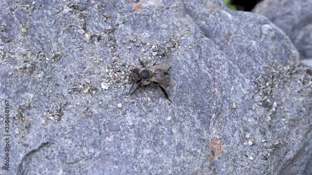 bee perched on a rock in the Poqueira river bee perched on a rock in the Poqueira river