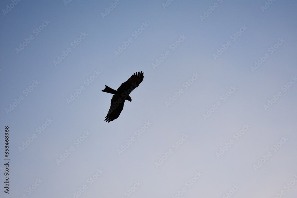 A crow flying in a blue sky A crow flying in a blue sky