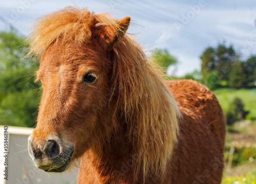 A close up of a horses head