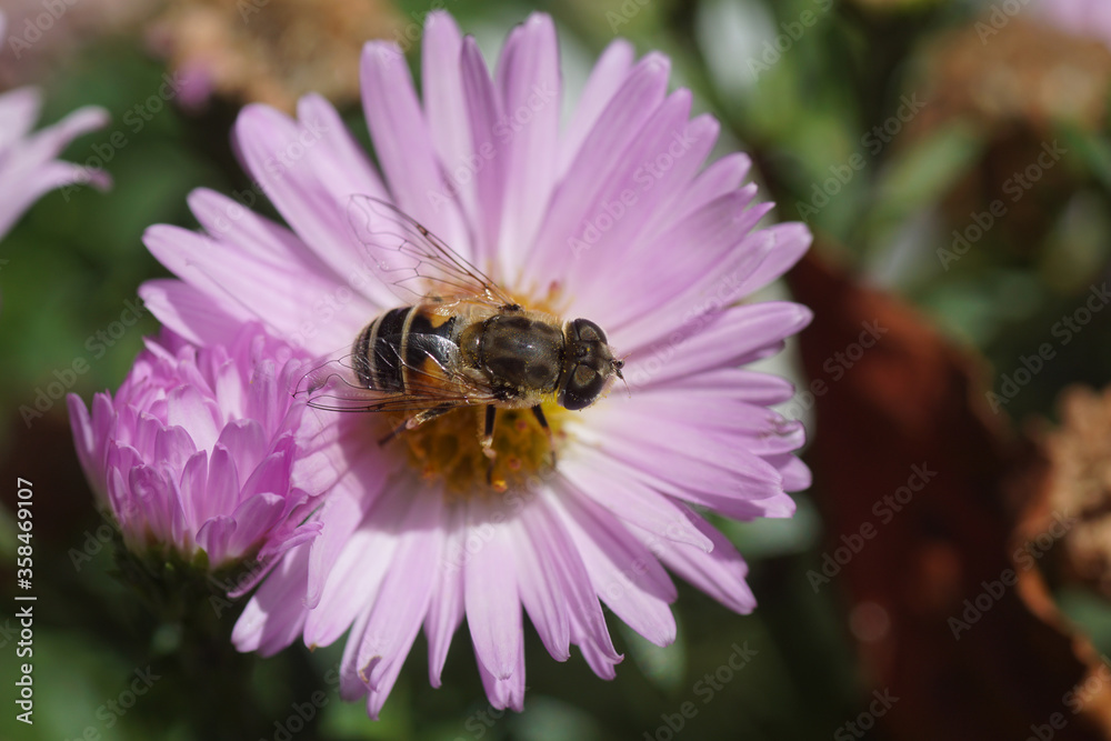Female hoverfly, Eurasian Drone Fly (Eristalis arbustorum) of the family Syrphidae on a pink flower of an aster (Aster ageratoides), family Compositae or Asteraceae. September, in a Dutch garden. Female hoverfly, Eurasian Drone Fly (Eristalis arbustorum) of the family Syrphidae on a pink flower of an aster (Aster ageratoides), family Compositae or Asteraceae. September, in a Dutch garden.