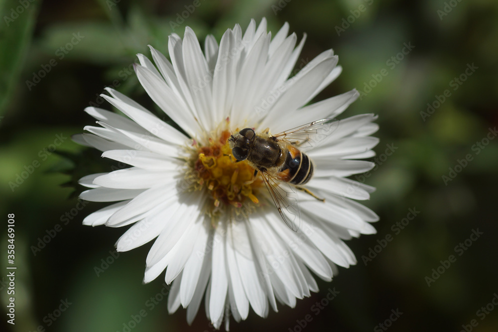 Female hoverfly,  Eurasian Drone Fly  (Eristalis arbustorum) of the family Syrphidae on a white flower of an aster (Aster ageratoides), family Compositae or Asteraceae. September, in a Dutch garden.
