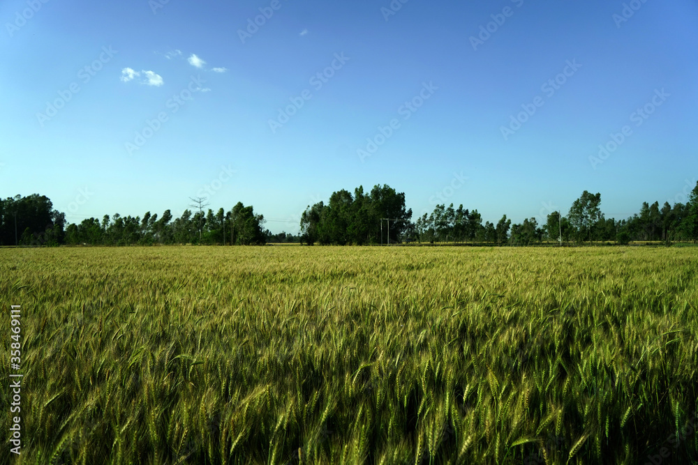Wheat is a grass widely cultivated for its seeds, cereal grain which is a worldwide staple food. Wheat is a grass widely cultivated for its seeds, cereal grain which is a worldwide staple food.