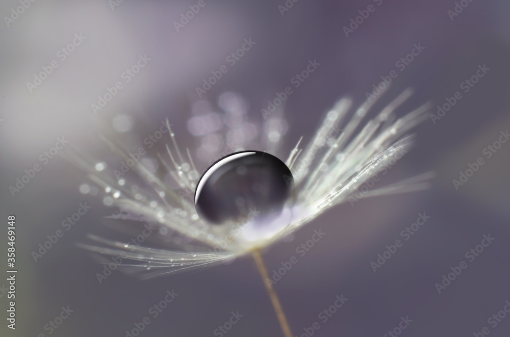  Water drop on dandelion seed closed up nature details background