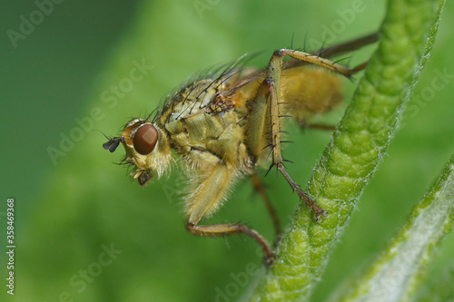 Scathophaga stercoraria, commonly known as the yellow dung fly or the golden dung fly of the family Scathophagidaeon a leaf in a Dutch garden.