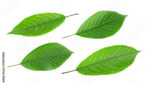 Cherry  leaves isolated on white background.