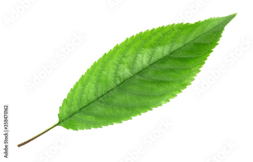 Cherry leaves isolated on white background.