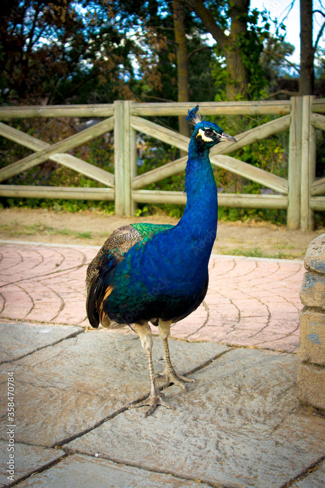 Obraz premium peacock in front of a house