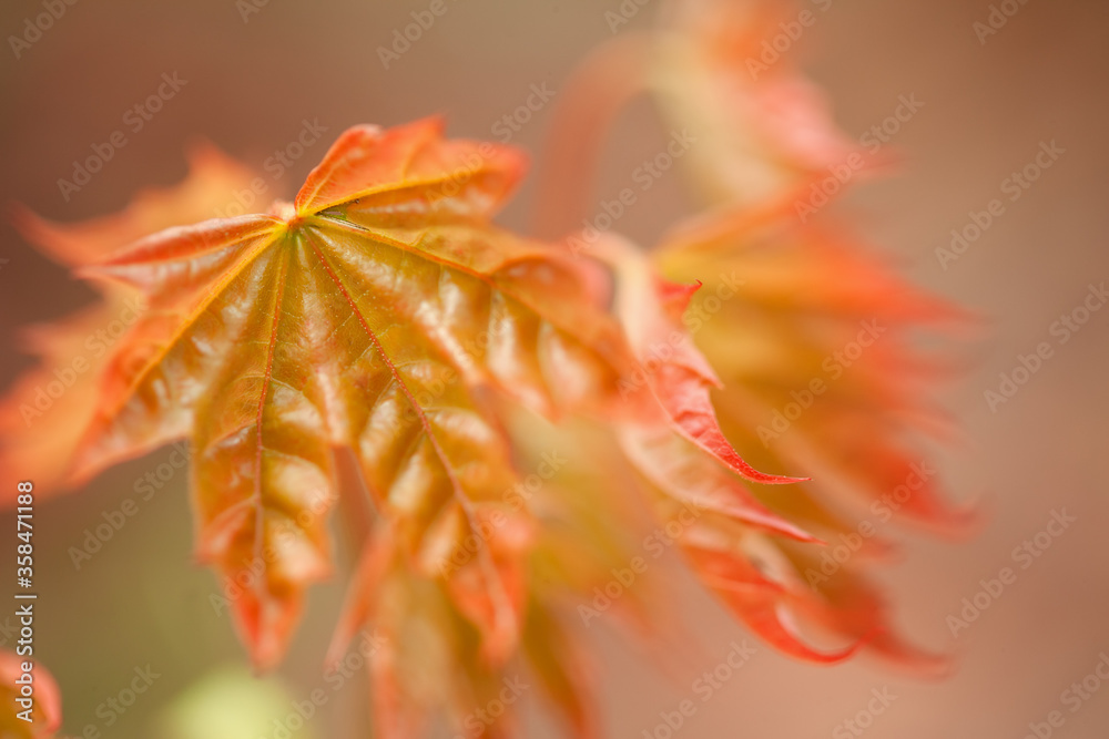 Orange maple leaves on a defocused background. Autumn background. Autumn concept. Selective focus on the leaves of the tree. Orange maple leaves on a defocused background. Autumn background. Autumn concept. Selective focus on the leaves of the tree.