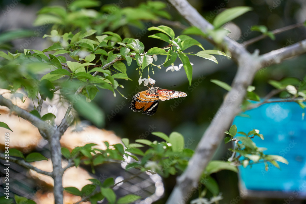 Butterflies pollinating the flowers Butterflies pollinating the flowers