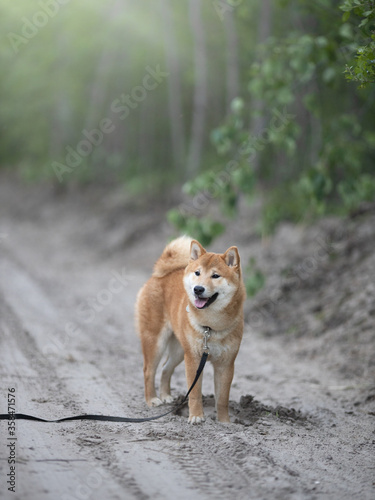 Shiba Inu cute smiling dog playing and having fun