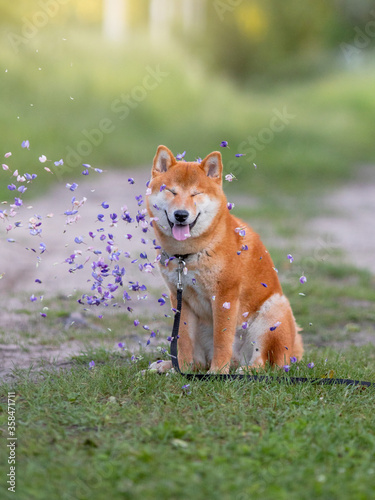 Shiba Inu cute smiling dog playing and having fun