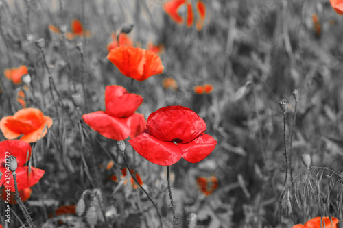 Red Poppy Flower - for Remembrance Day. Symbol of war.