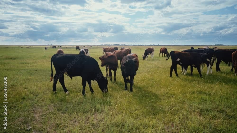 A herd of young bulls in the pasture. Ranch, farm animals. Cattle. Livestock business. Young beef for steaks. A herd of young bulls in the pasture. Ranch, farm animals. Cattle. Livestock business. Young beef for steaks.
