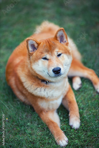Shiba Inu cute smiling dog playing and having fun © Mira