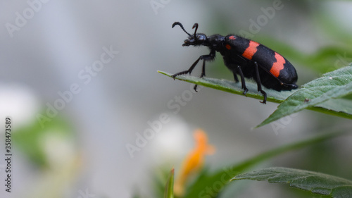 Obraz na plátně Close up of Orange Blister Beetle or Blister beetles on the green leaf