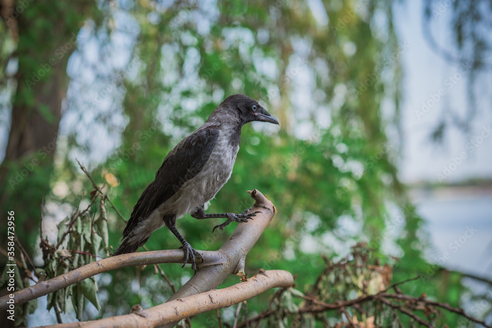 Fotka „migratory, fence, resting, anthropogenic, village, birds, flock ...