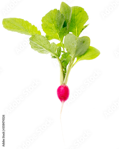 Ripe red radish isolated on a white background.