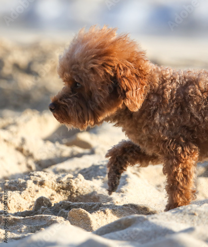 A dog walks in the sand.