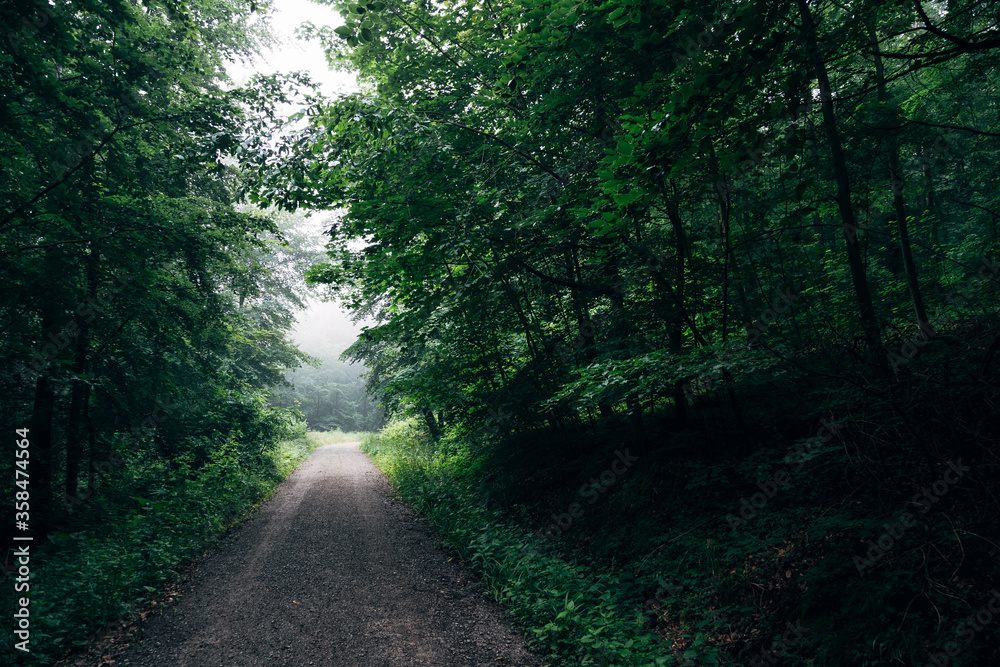 Fototapeta premium Stimmungsvoller Wald am Morgen