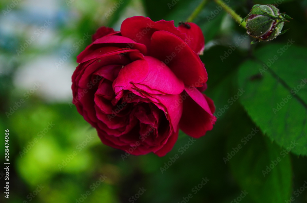 beautiful purple rose flower close-up. beautiful purple rose flower close-up.
