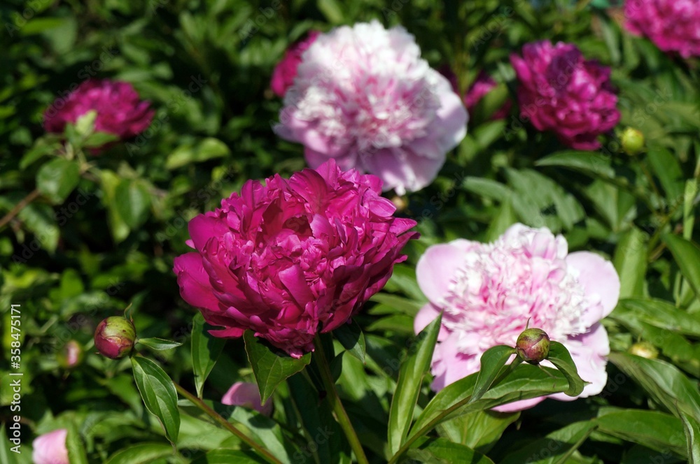 Colorful peonies on a flower bed in the garden