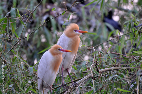 Two Cattle egret set on trees during the breeding season photo