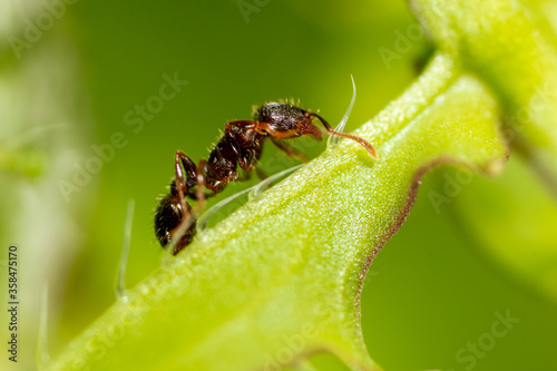 Ant on a green plant in nature.