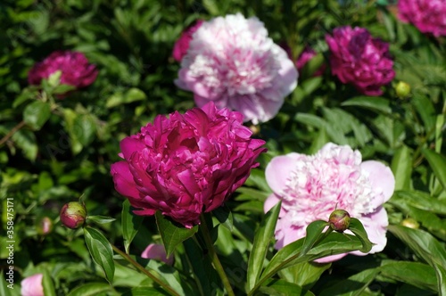 Colorful peonies on a flower bed in the garden © В. Дресвянников