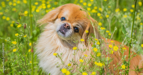 Bild auf Leinwand Cute and nice golden pekingese dog in park playing and joyful