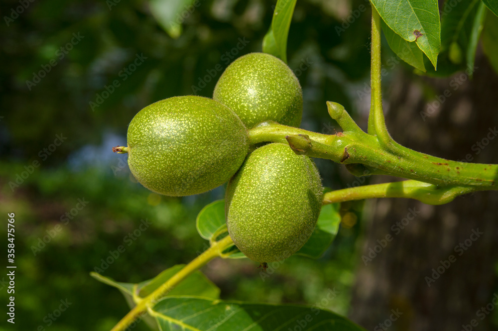 Close Up Of A Young Walnut Tree