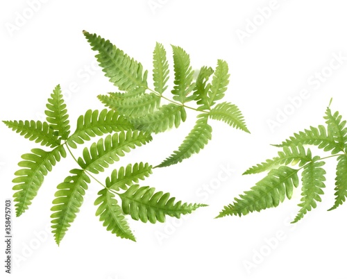 Fern leaves, isolated on a white background