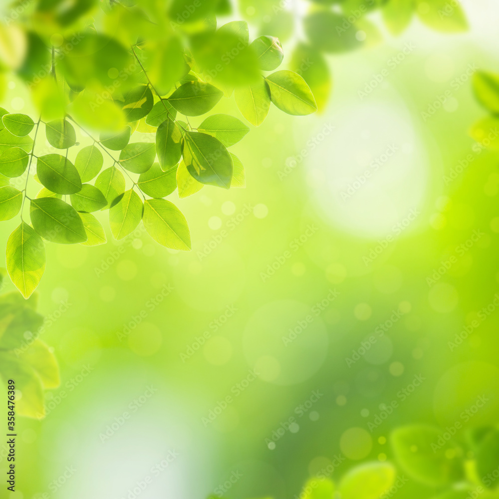 Beautiful abstract natural background. Closeup nature view of green leaf on blurred greenery background in garden. Beautiful abstract natural background. Closeup nature view of green leaf on blurred greenery background in garden.