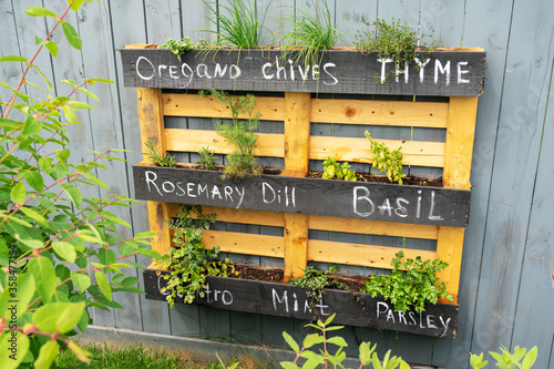 Creative wood herb planter made of wooden pallets pallet hanging on the grey fence in a backyard. Garden work. Vegetable life. Pallet painted in black as interesting idea for plants. Rosemary Basil.