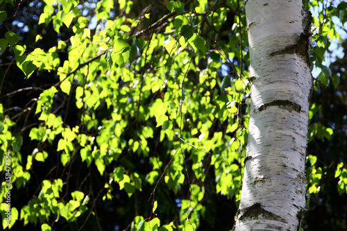 Birch with new leaves