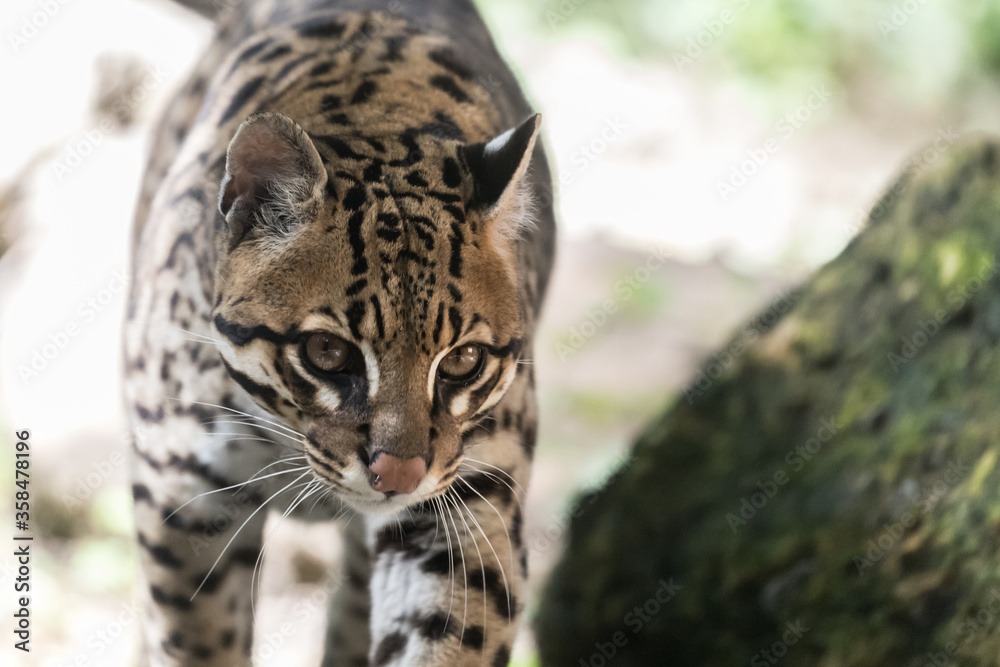 portrait of the ocelot, pregnant ocelot female portrait of the ocelot, pregnant ocelot female