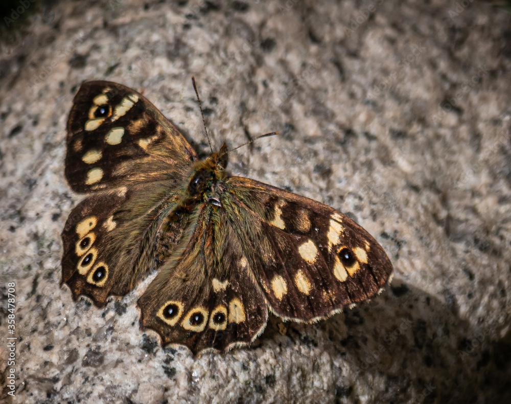 Fototapeta premium Speckled Wood butterfly (Pararge aegeria), dark brown wings with cream-ringed eyespots. A common UK butterfly found in woodland habitat and also in gardens.