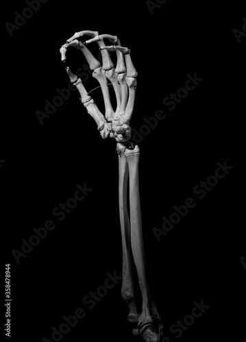 Obraz na plátně human forearm skeleton anatomy bone