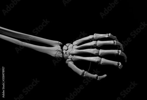 human forearm skeleton anatomy bone