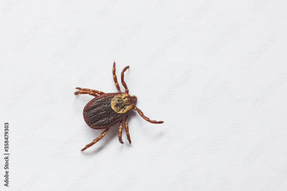 closeup tick on white background closeup tick on white background