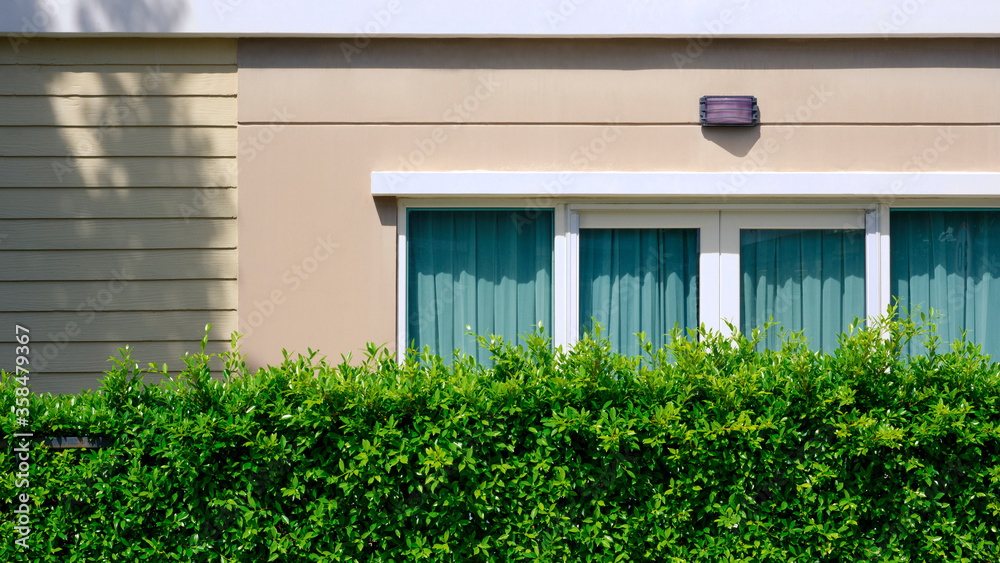 Front view of blue curtain in glass sliding windows on brown cement wall of modern house with green hedge, home exterior architecture concept Front view of blue curtain in glass sliding windows on brown cement wall of modern house with green hedge, home exterior architecture concept