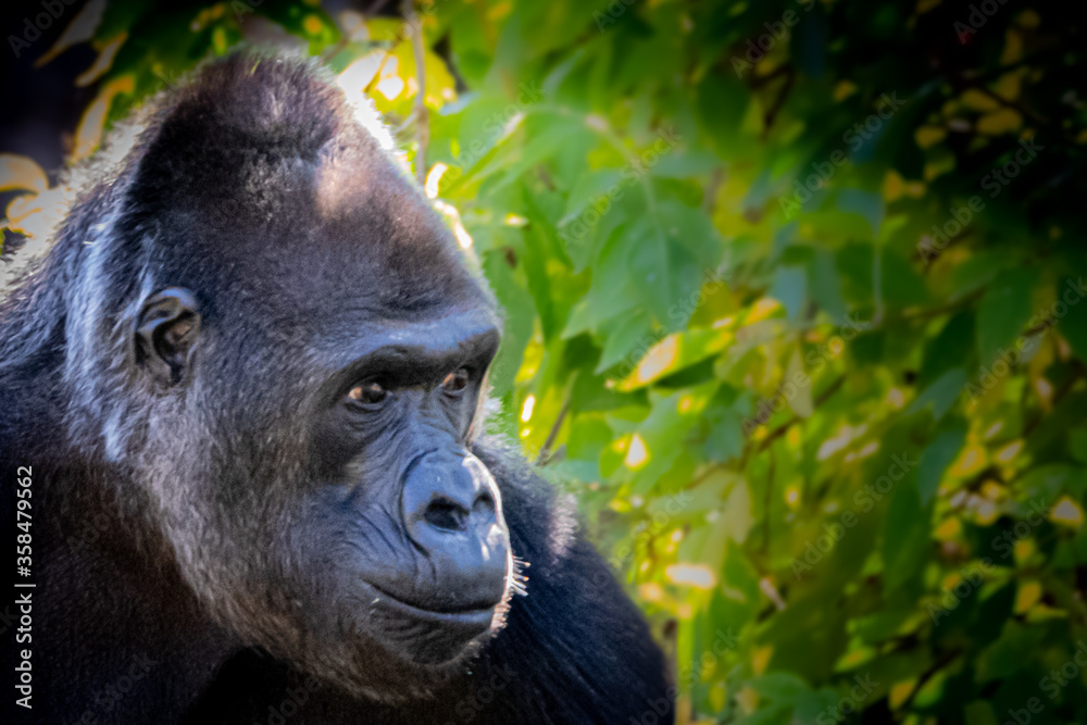 Obraz premium A gorilla setting in some bushes