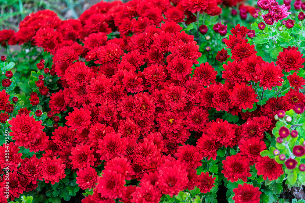 Brightly blooming red asters as a reminder of autumn. Brightly blooming red asters as a reminder of autumn.