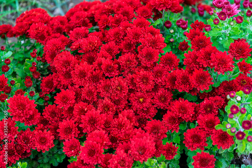 Brightly blooming red asters as a reminder of autumn. © Igor