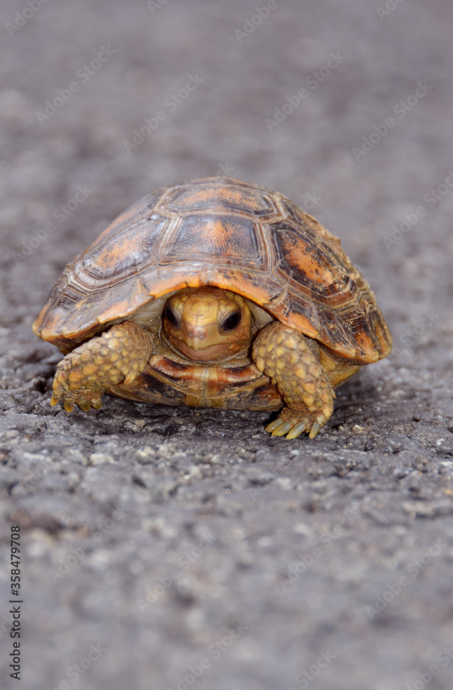 Fototapeta premium Travancore tortoise in Kerala